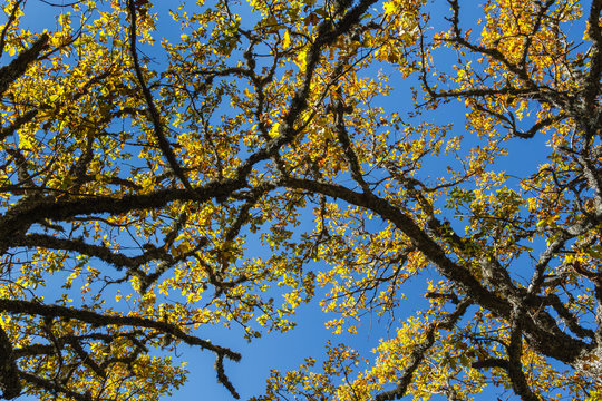 Ramas con hojas de roble en otoño y cielo azul. Quercus.
