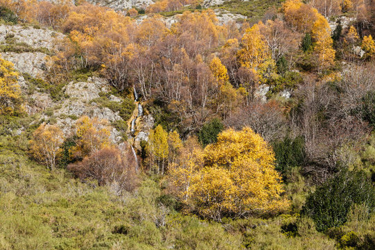 Paisaje con cascadas, abedules y acebos en otoño. Espacio Natural Sierra de Los Ancares.
