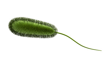 3d rendered E coli Bacteria isolated on white background