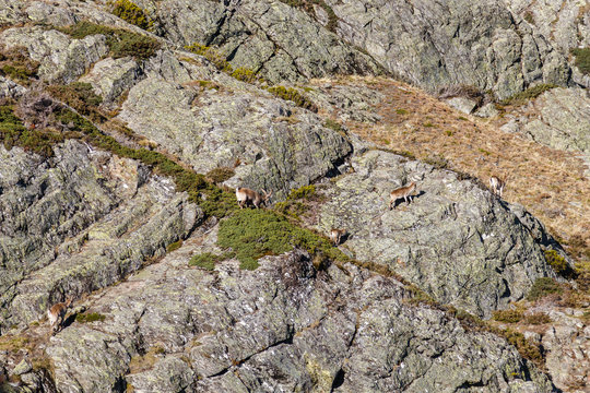 Rebaño de Cabras Montesas. Capra pyrenaica victoriae. Espacio Natural Sierra de Los Ancares.
