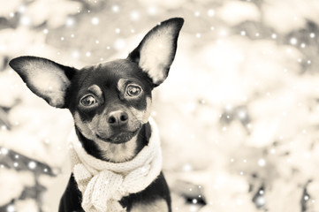 Cute puppy, dog, toy terrier in scarf, portrait macro macro black and white, new year, christmas.