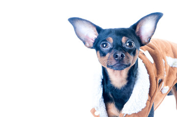 Cute puppy dog toy terrier in sheepskin coat close-up portrait winter theme new year christmas. Isolated Space for text