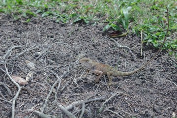 Chameleon on the lawn.
