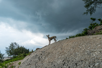 A dog on the rock with rain cloud.