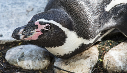 Obraz premium Humboldt penguin close portrait