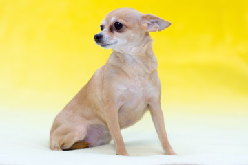 Little Toy Terrier on a yellow background