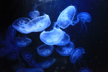 Blue jellyfishes are swimming in a water.