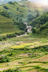 Terraced Rice Field after harvest on mountain in Sapa
