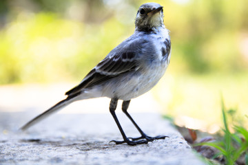 one small funny bird with a long thin legs