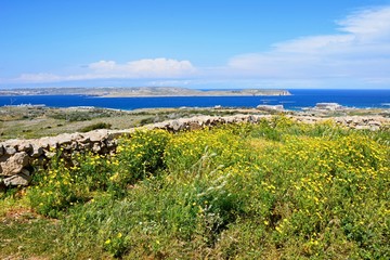 Views towards Gozo and Comino seen from the Red Fort with yellow wildflowers in the foreground, Malta.