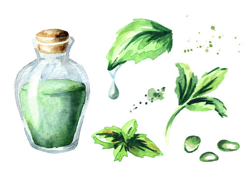 Peppermint Essential Oil Set. Watercolor Hand Drawn Illustration