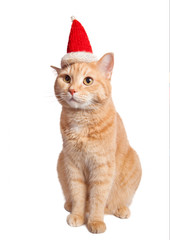 Cute red yellow pale cat in christmas hat sitting isolated on white background.