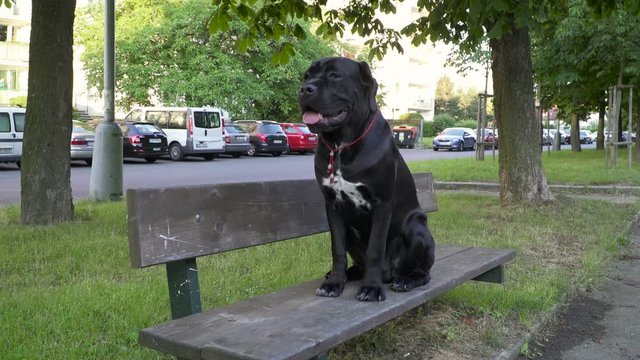 An 8m old Cane Corso Dog Sitting On A Park Bench In The City During The Day and looking around .released