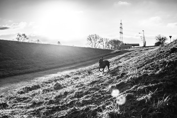 Schneller Hund ( schwarzwei&szlig; )