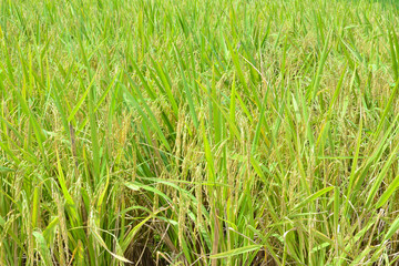 Rice plant, Pre-harvest