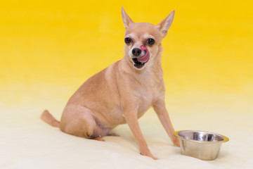Little Toy Terrier on a yellow background