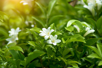 Close up of Murraya paniculata flower with green leaf.