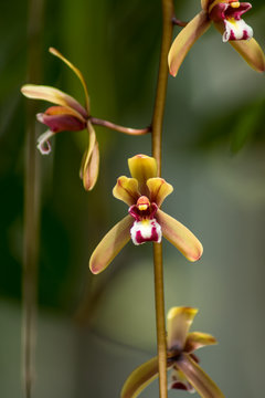 Cymbidium finlaysonianum orchids flower.