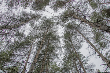 tall tree