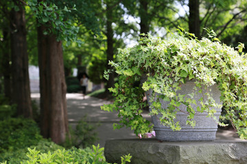 Scene of the green leaf of the park