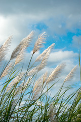 Obraz premium Soft focus of Flower grass in the summer with sunlight.