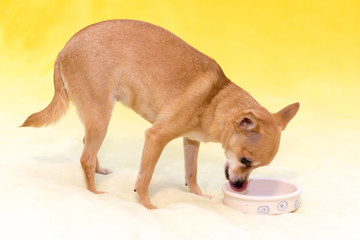 Little Toy Terrier on a yellow background