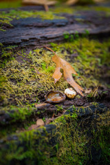 Leaf on Log