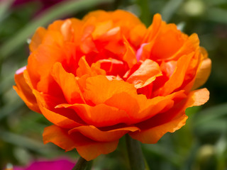 Portulaca grandiflora flower.