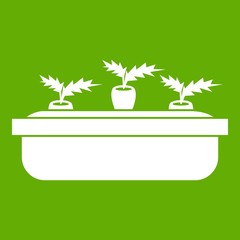 Carrots in a wooden pot icon green