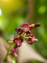 Close up of Bilimbi flower on tree.