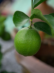 Green lime with leaf.