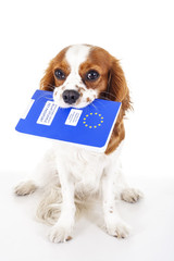 Dog with pet passport immigrating or ready for a vacation. King Charles spaniel carry animal id passport. Dog passport concept isolated on white background. Cavalier spaniel studio photo illustration