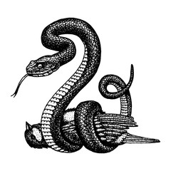 Viper snake. serpent cobra and python, anaconda or viper, royal. engraved hand drawn in old sketch, vintage style for sticker and tattoo. ophidian and asp.
