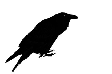 black raven bird
