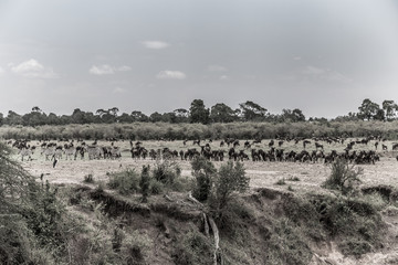 Die große Wanderung der Gnus in der Maasai Mara