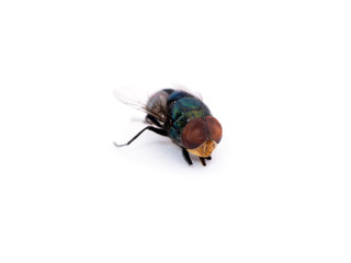 Death of a fly on a white background