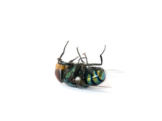 Death of a fly on a white background