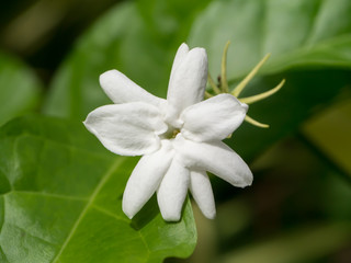 White of jasmine flower.