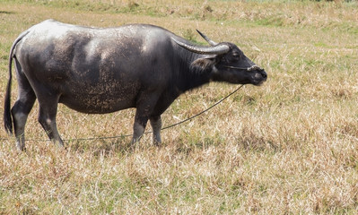 Fototapeta premium buffaloin farm