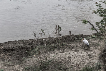 Mara Fluss in der Maasai Mara