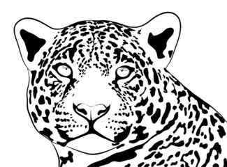 jungle jaguar black and white