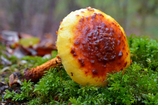 pholiota limonella mushroom