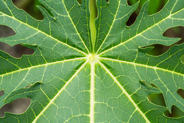 Leaves of papaya texture background.