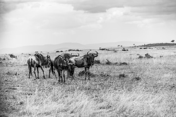 Die große Wanderung der Gnus in der Maasai Mara