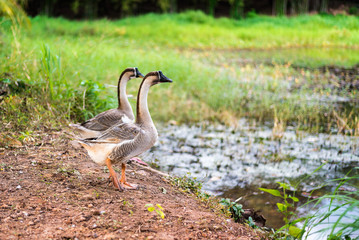Goose walks in garden