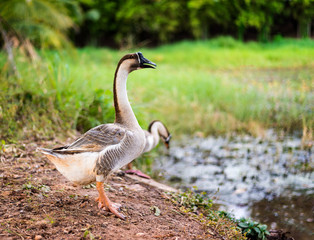 Goose walks in garden