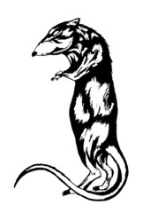 black rat