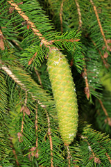 Zapfen einer Fichte (Picea)