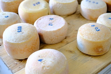 Cheese heads on factory getting ready to hit the shelves