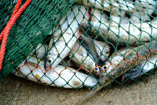 Full Fishing Nets Stock Photos - 2,589 Images